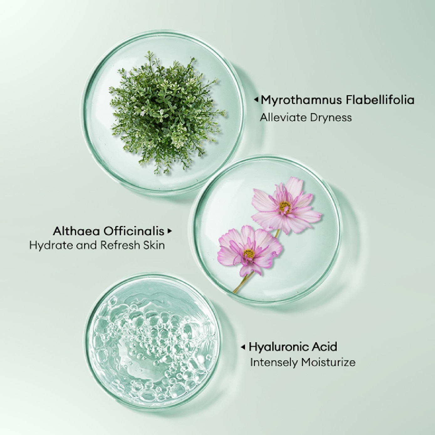 Myrothamnus Flabellifolia Moisturizing Emulsion Facial Mask 35ml x 5s