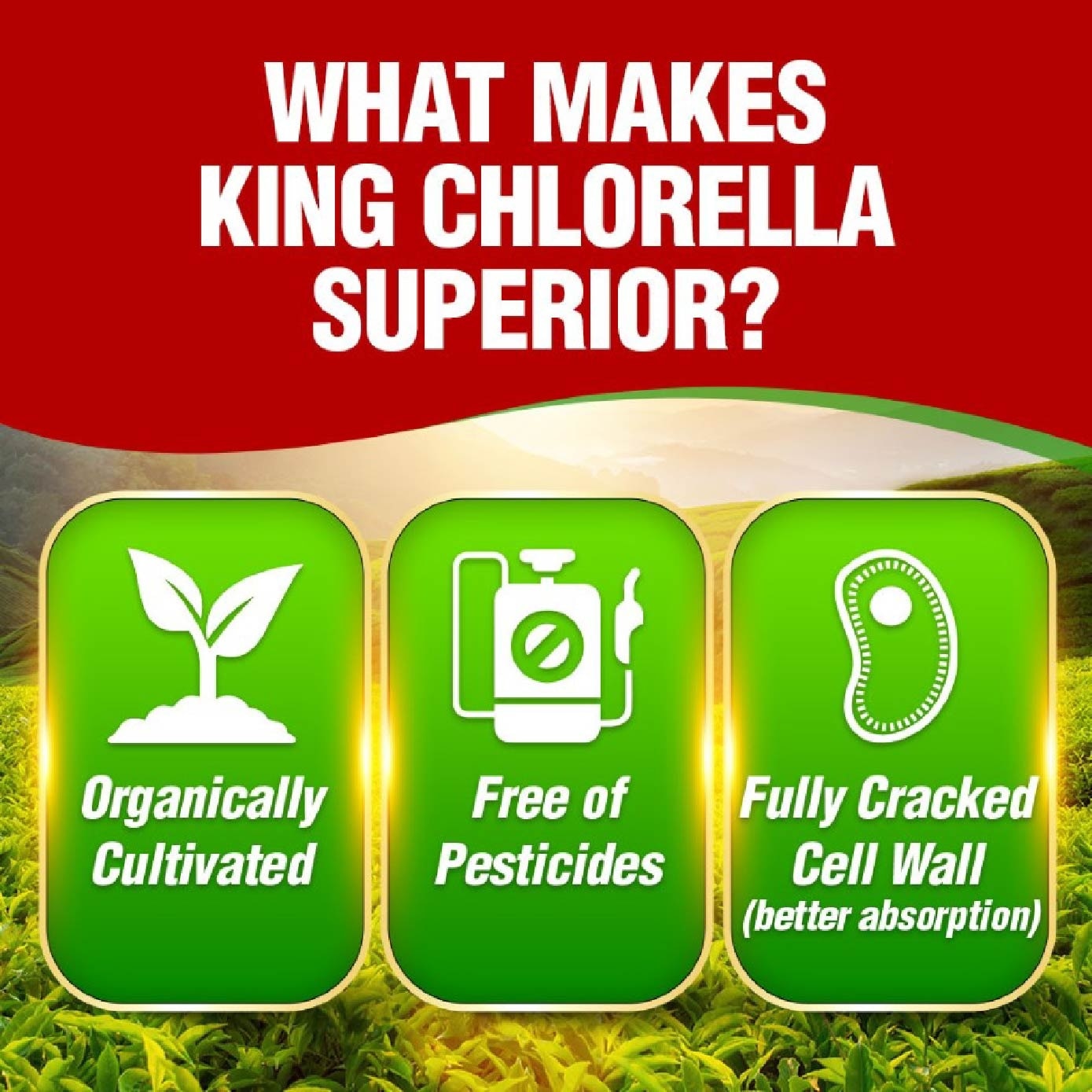 King Chlorella Chlorophyll Green Superfood Caplet (Detox, Digestion, Weight, Immune, Skin, Antioxidant, Gut Health) 1000s