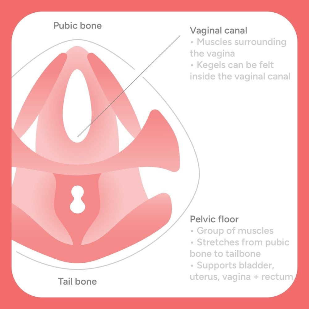 Pelvic Partner Floor Trainer 1s