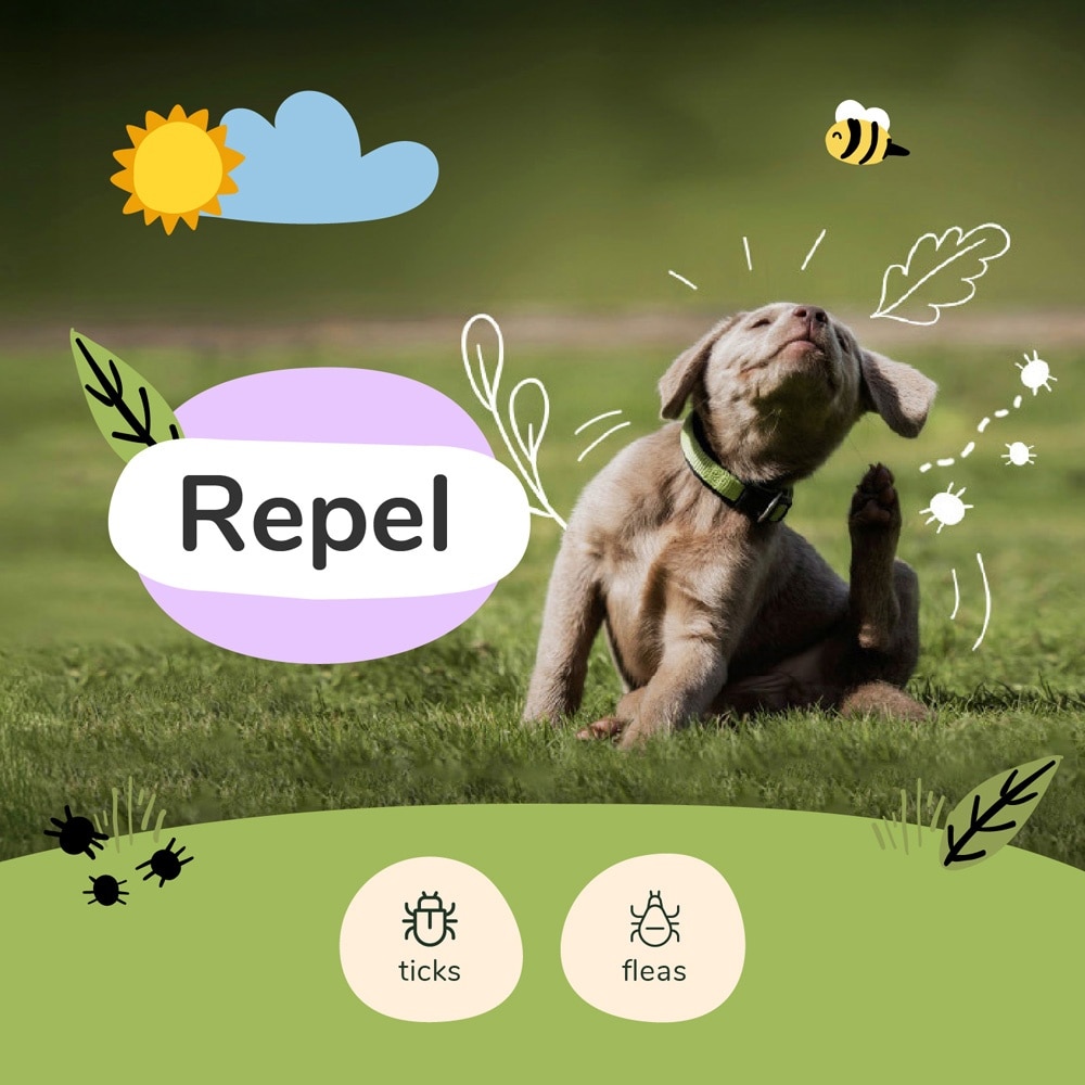 Flea Tick Spray for Dog Lavender 354ml