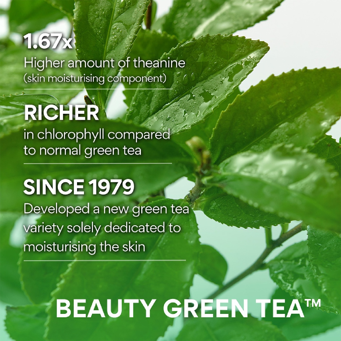 Green Tea Amino Hydrating Cleansing Foam 150g