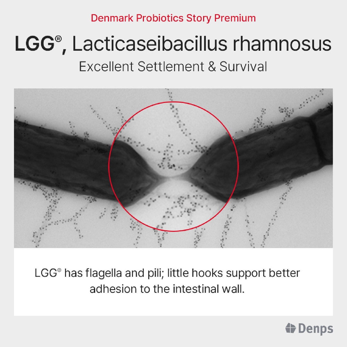 [CNY] Denmark Probiotics Story Premium For Gut Health Vegetarian Capsule 60s