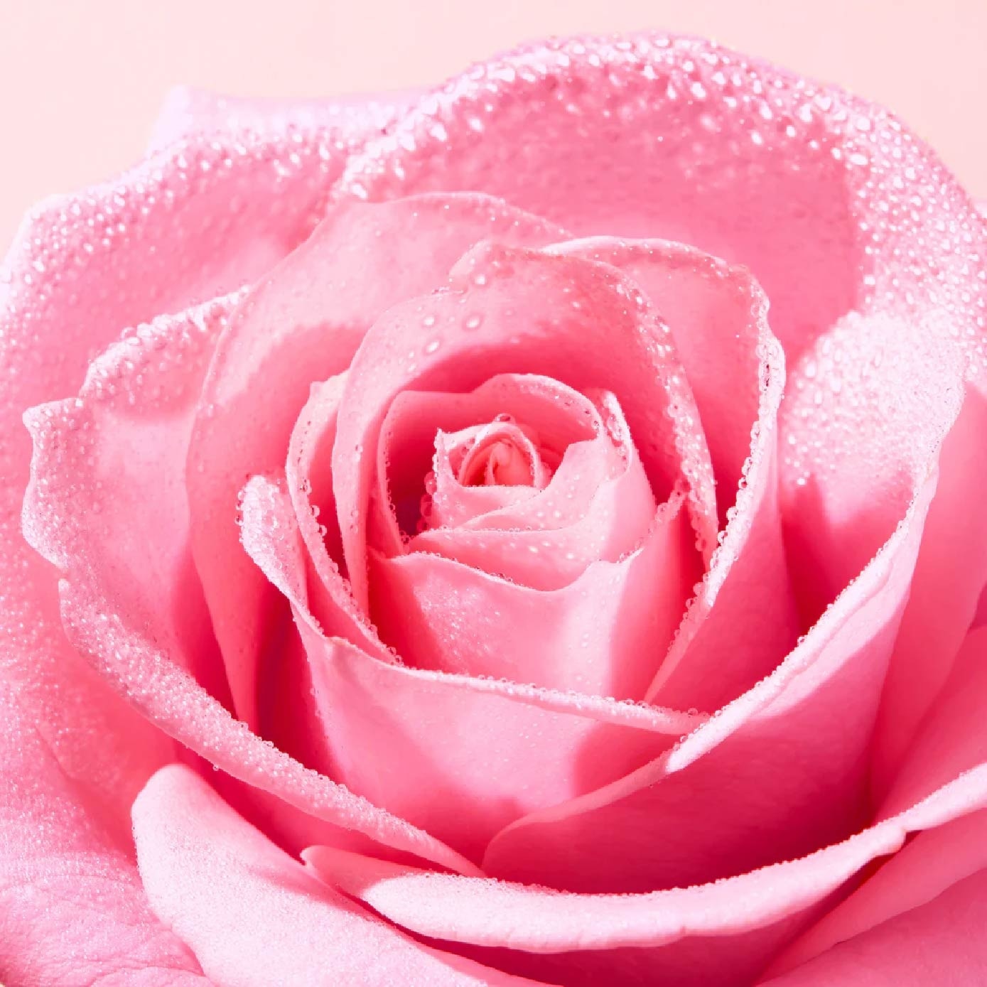 Radiance Rose Face Scrub 75ml