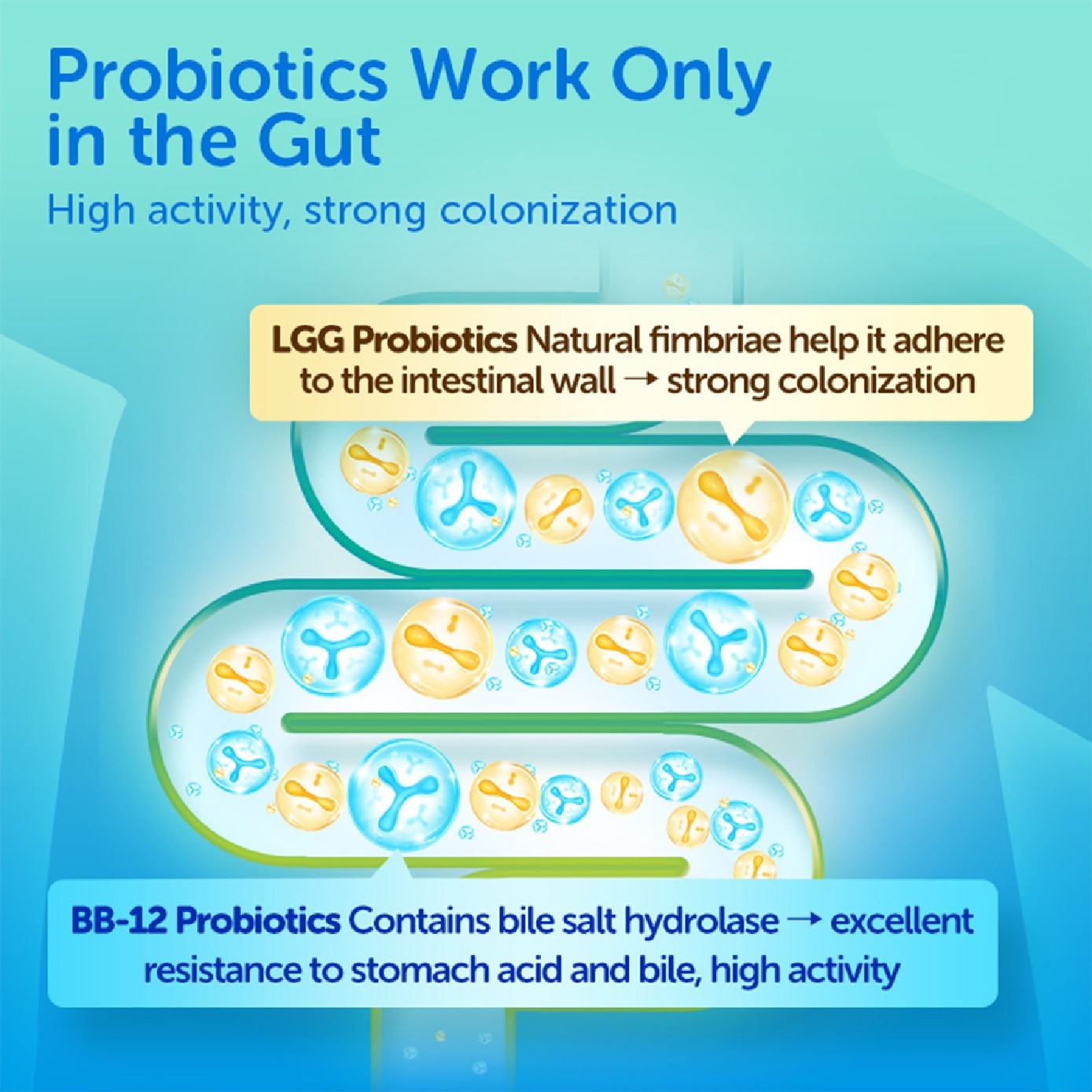 Kids Liquid Probiotic Supplement Bifidobacterium BB-12 + LGG 5ml